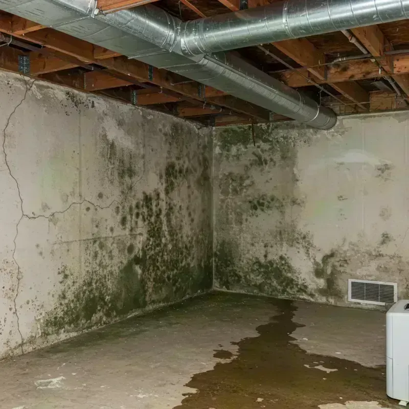 Professional Mold Removal in Evanston, IL